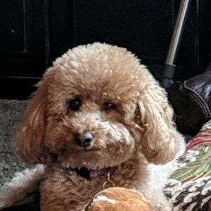 Meet your Posher, Patti